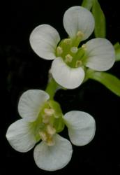Cardamine alalata. Top view of open flowers.
 Image: P.B. Heenan © Landcare Research 2019 CC BY 3.0 NZ